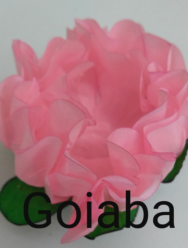 Pink Rose e Arte: BARBIE PALMEREIRENSE